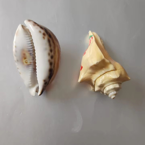 Vente en gros de coquillages naturels écologiques de haute qualité, décoration de réservoir de poissons en forme de licorne, décoration de la maison, multiples fournitures artisanales - Product Image 5