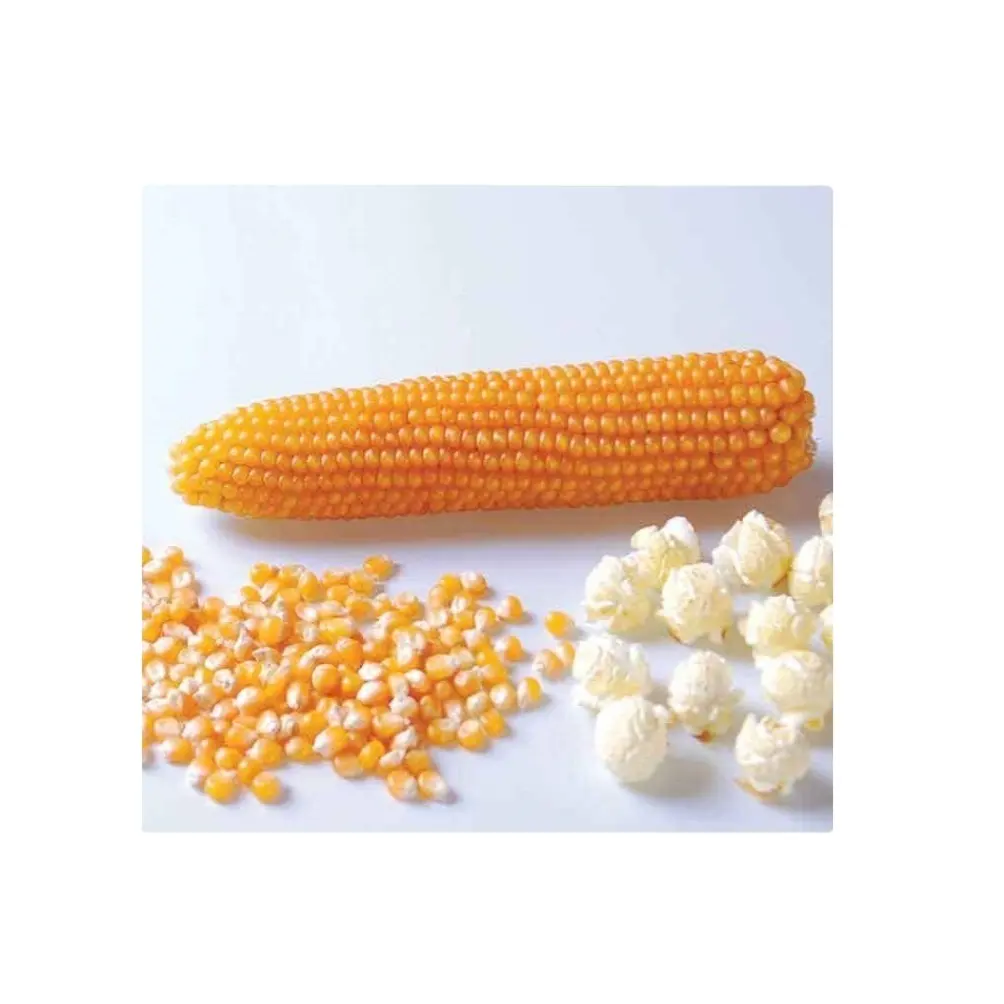 Gedroogde Vlinder Paddestoel Popcorn Kernels Rijke In Verschillende Voedingsstoffen Maïs Popcorn Voor Koop Popcorn Kernels Bulk