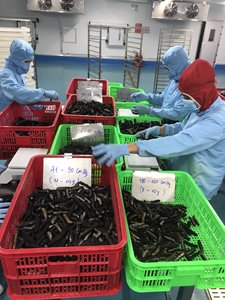 Chất Lượng Cao Khô Dưa Chuột Biển Bán Buôn Giá Tốt Nhất Khô Dưa Chuột Biển Xuất Khẩu Khô Hoang Dã Thực Phẩm Biển Từ Việt Nam Great Deals - Product Image 6