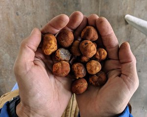 Best Price Natural Cow Ox Gallstones Dried 80/20 Ratio Quality Cattle Bovine Gallstone for Export Wholesale <b>Supply</b> Factory Sale - Product Image 3