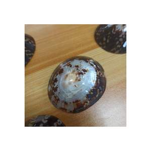 PRECIO A GRANEL CARACOL SEASHELL SOUVENIR LIMPET SHELL ARTESANÍA HECHO EN VIETNAM LISTO PARA ENVIAR - Product Image 3