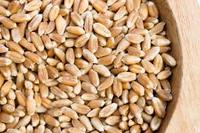 Vente en gros à prix avantageux de céréales de blé entier séchées naturelles et biologiques, certifiées FSSAI, de haute qualité, qualité export