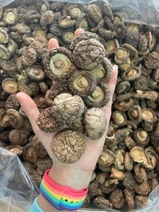 ALTA CALIDAD DE SETA SHIITAKE DE BLUE LOTUS FARM VIETNAM PRECIO BARATO 2025 VENTA ENTERA - Product Image 3