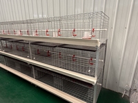 Nouveau système de cages à batterie en acier inoxydable et acier galvanisé de type H avec alimentation/abreuvement automatiques pour l'élevage de volailles