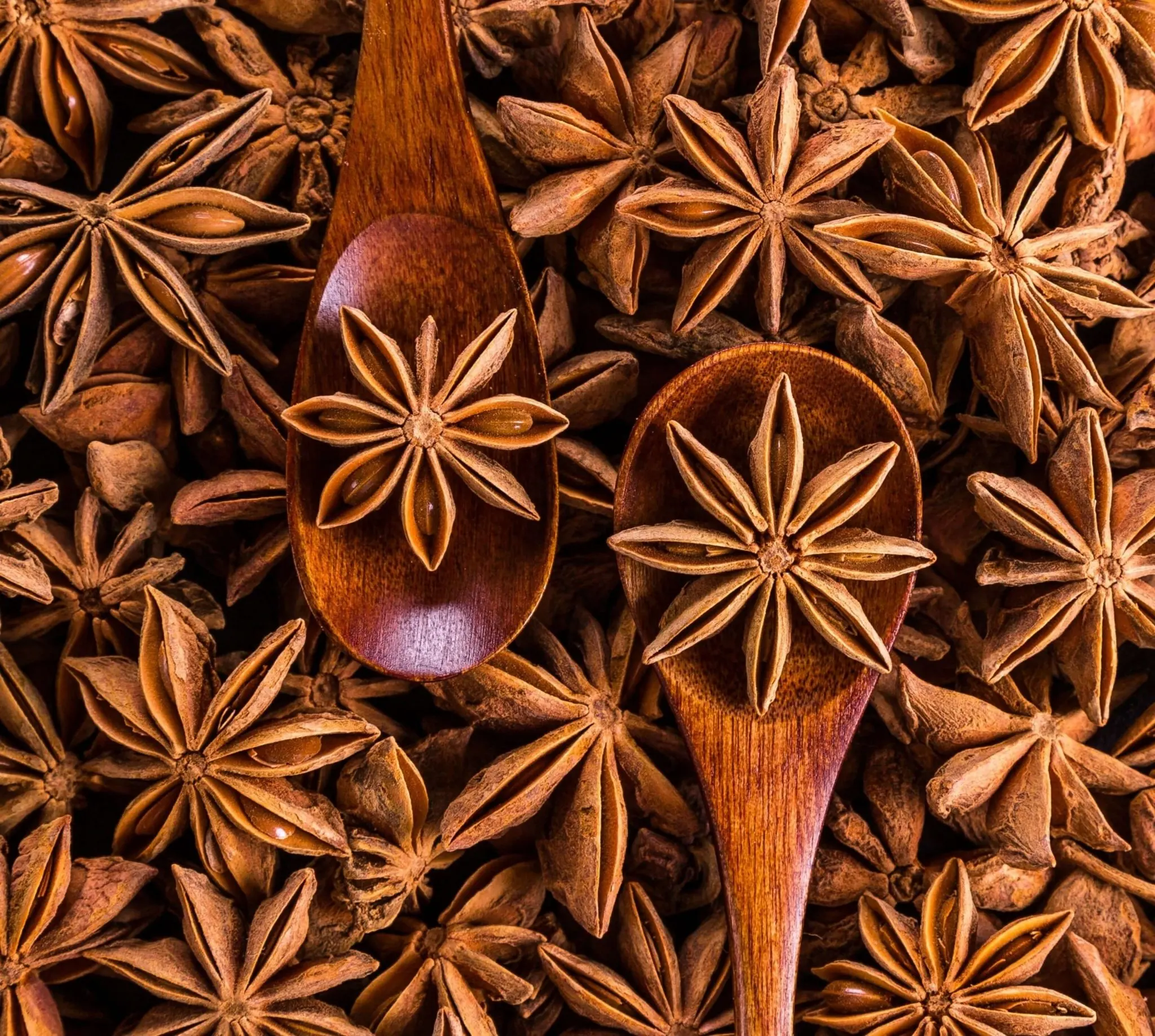 Semente secada do anis estrelado para o alimento picante/embalagem maioria do saco do tempero da erva do pó do anis estrela único