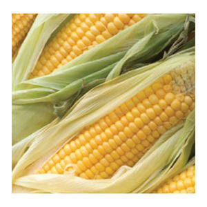 Maïs jaune sans OGM de haute qualité en gros Nouvelle offre du fabricant de meilleurs matériaux à un tarif économique - Product Image 4