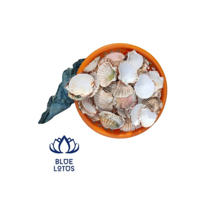 Las conchas de vieira Pecten más vendidas del océano vietnamita; enormes, bellamente talladas y a un precio razonable - Product Image 1