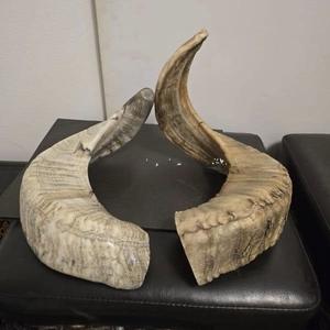 Paire de cornes de mouton authentiques, cornes brutes naturelles pour la décoration et l'artisanat, haute qualité - Product Image 3