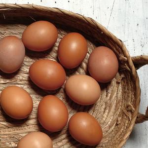 Œufs de poule de table frais de haute qualité, brun, fertiles, approvisionnement économique en vrac pour utilisation à la ferme, emballage en plateau - Product Image 1