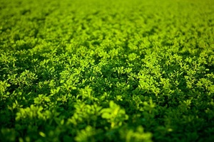 Heno de Alfalfa a un Precio Muy Económico / Heno de Alfalfa de Calidad Rhodes Grass - Product Image 6
