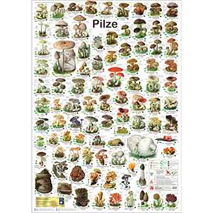 Póster de Hongos DIN A1 Alemán para Decoración de Pared - Product Image 1