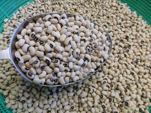 FRIJOLES BLANCOS | ORIGEN DE VIETNAM | ALTA PROTEÍNA | CERTIFICADO ORGANICO - Product Image 3