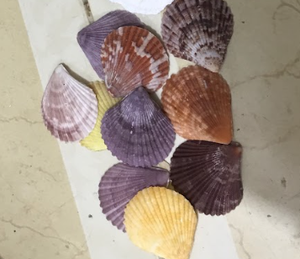 Conchas de vieira naturales para cocina gourmet | Grueso, seguro y de acero inoxidable, acabado seguro para Alimentos | Decoración única para el hogar, Fiesta en la playa - Product Image 6