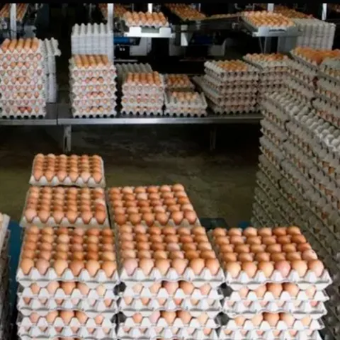 Wholesale Price for Broiler Hatching Eggs Ross 308 And Cobb 500 Eggs Fresh From Farm Supplier