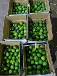 มะนาวไร้เมล็ดเกรดส่งออกจากฟาร์มเวียดนาม /ms.katty - Product Image 4