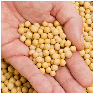 Vente en gros de soja jaune biologique de haute qualité sans OGM soja délicieux vente par fournisseur en gros - Product Image 4