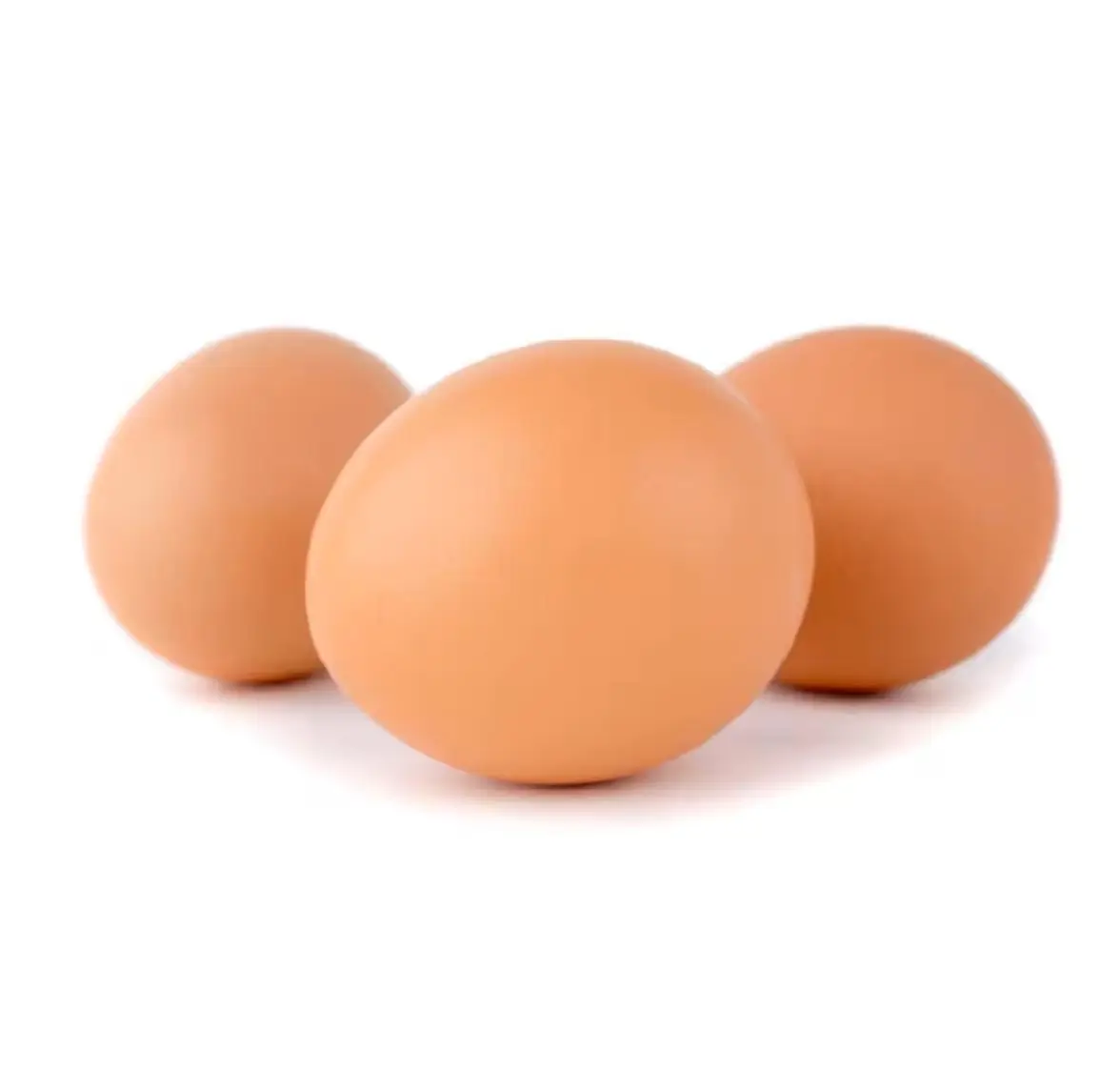 Huevos de gallina frescos Huevos de mesa redonda a la venta/huevos fértiles para incubar