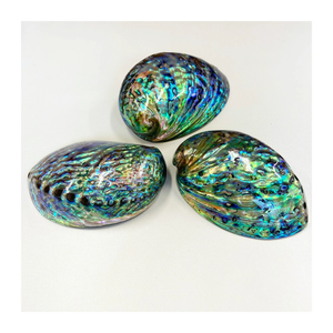 Coquille d'ormeau polie authentique Coquille d'ormeau de qualité supérieure de Nouvelle-Zélande Idéal pour la fabrication de bijoux Décoration Artisanat Exportation en vrac - Product Image 3