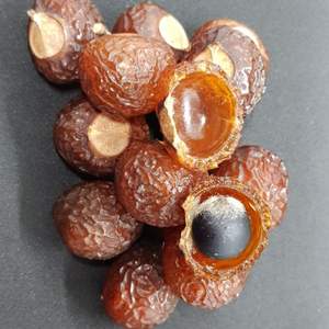 Fábrica de Producción a Granel de Sapindus Saponaria en Vietnam/vacaciones - Product Image 2