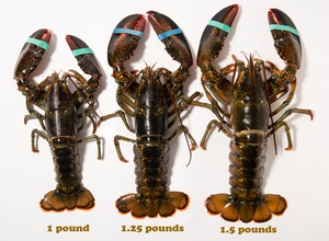 กุ้งมังกรแช่แข็ง / หางกุ้งมังกรแช่แข็ง / กุ้งมังกรสด - Product Image 6