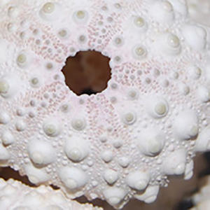 Oursin coquille sèche coquillage bijoux 4-8cm étoile de mer motif oursin sculpté poli Style animal fabriqué à la main Design floral - Product Image 1