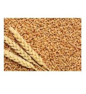 Grano de Trigo de Alta Calidad en Venta, Suministro a Granel Disponible, Grano de Trigo Fresco para Mercados Mayoristas y Minoristas - Product Image 1