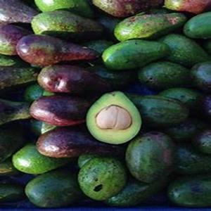 ผู้ส่งออกที่เชื่อถือได้ของอะโวคาโด Hass อินทรีย์ปลูกสดใหม่หลากหลายในราคาปานกลาง - Product Image 4