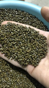 VENTE CHAUDE 2023 BON PRODUIT CASSIA TORI SEED DE BLUELOTUS VIETNAM POUR LE TERRAIN DE JEUX POUR ENFANTS - Product Image 3