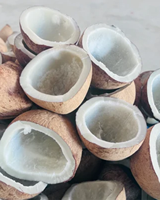 HARGA GROSIR KOPRA KELAPA KERING DI BAWAH SINAR MATAHARI
