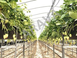 Cultivo hidropónico Bolsas de cultivo de turba de Coco para fresas y tomates Modelo de sustrato de chip de coco - Product Image 2
