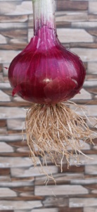 Graines d'oignon rouge Bombay - Product Image 6