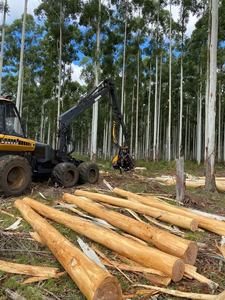 Troncos de madera de pino |   Troncos de Madera de Calidad: Madera de Teca / Troncos de Madera de Roble / Troncos de Eucalipto - Troncos de Teca, Madera Aserrada - Product Image 5