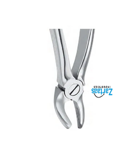 Pince d'extraction en acier inoxydable de haute qualité troisièmes molaires supérieures fig.19 exportateurs et fabricant - Product Image 5