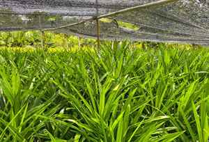 Polvo de hojas Pandan secas naturales para cocinar y té - Product Image 6