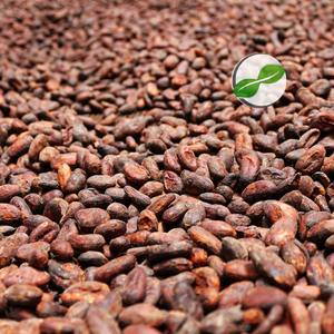 Granos de Cacao Sin Fermentar de Primera Calidad de Indonesia, Mejor Precio, Suministro al por Mayor para Exportación - Product Image 6