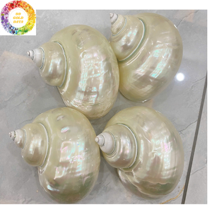 Coque Turbo polie taille 4-6cm 8-10cm véritable coquille naturelle du Vietnam pour mariage et décoration de table - Product Image 1