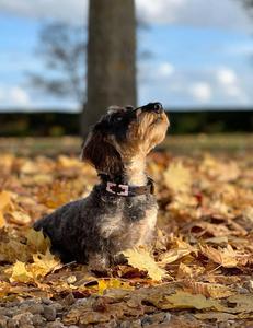Divine International Personalizable Bold Stitch Polo Collar de perro de cuero Durable Lujo y estilo clásico una declaración en estilo - Product Image 3