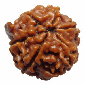 6 perles de Rudraksha GANESH JI NEPALI 6 Mukhi 100% originales et certifiées, couleur marron - Product Image 2