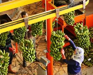 Récolte fraîche Origine éthique Ferme directe en vrac Vert Organique Cavendish Banane Haute Qualité Cultivée dans la Nature 10kg Vente en gros - Product Image 2