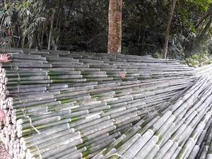 100% Nature Dry Straight Rotin Bambou Poteau Poli Rotin Manau Cane Poteaux - Product Image 4