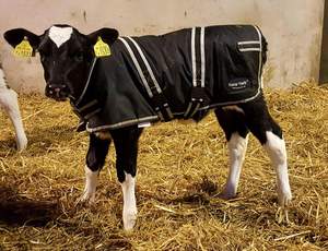 Vêtements pour veaux imperméables et coupe-vent pour l'élevage NVC C-100, couvre-veaux chauds, vêtements thermiques - Product Image 5