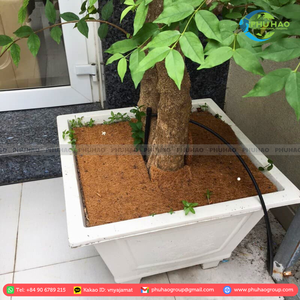 PRODUCTO CALIENTE La durabilidad y el encanto de la CINTA COIR vietnamita/ALFOMBRA DE PALMA crean un ambiente acogedor en cualquier entorno - Product Image 6
