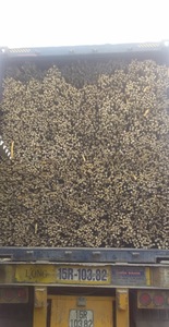 Los mejores postes de bambú son ideales para construcción sostenible, jardinería y proyectos creativos de 99 GOLD DATA - Product Image 2