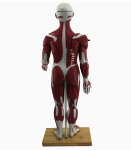 Modelo Anatómico de Músculo Humano de Alta Detalle/Material de Resina/Impreso en 3D/Silicona Suave/Dispositivos Médicos/Entrega Rápida - Product Image 2