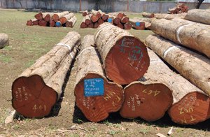 Logs De Teca Burma Logs De Teca Logs De Teca Indonésio - Product Image 3