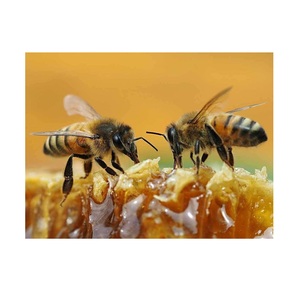 "Affordable Natural <b>Honey</b> for Sale Premium Quality Raw <b>Honey</b> Available for Food and Beverage Production" - Product Image 2