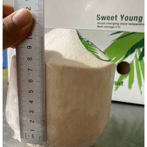 Coconut Fresh Husked Diamond Shape Green Young Coconut Export Standard  From Vietnam Factory WhatsApp +84 96 871 5470