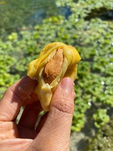 El mejor Durian fresco de Vietnam: calidad y asequibilidad - Product Image 5