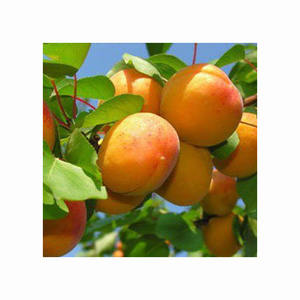 Abricots secs entiers de qualité supérieure, grade A, 25 kg, emballés en vrac, avec processus de séchage AD pour la conservation de l'eau - Product Image 1