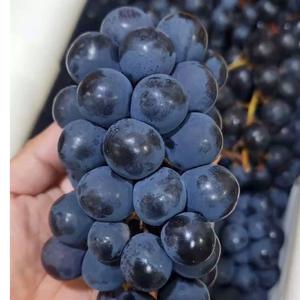 Raisins noirs frais d'automne - Grands raisins de table sans pépins de classe 1 pour l'exportation en gros de qualité supérieure - Product Image 3